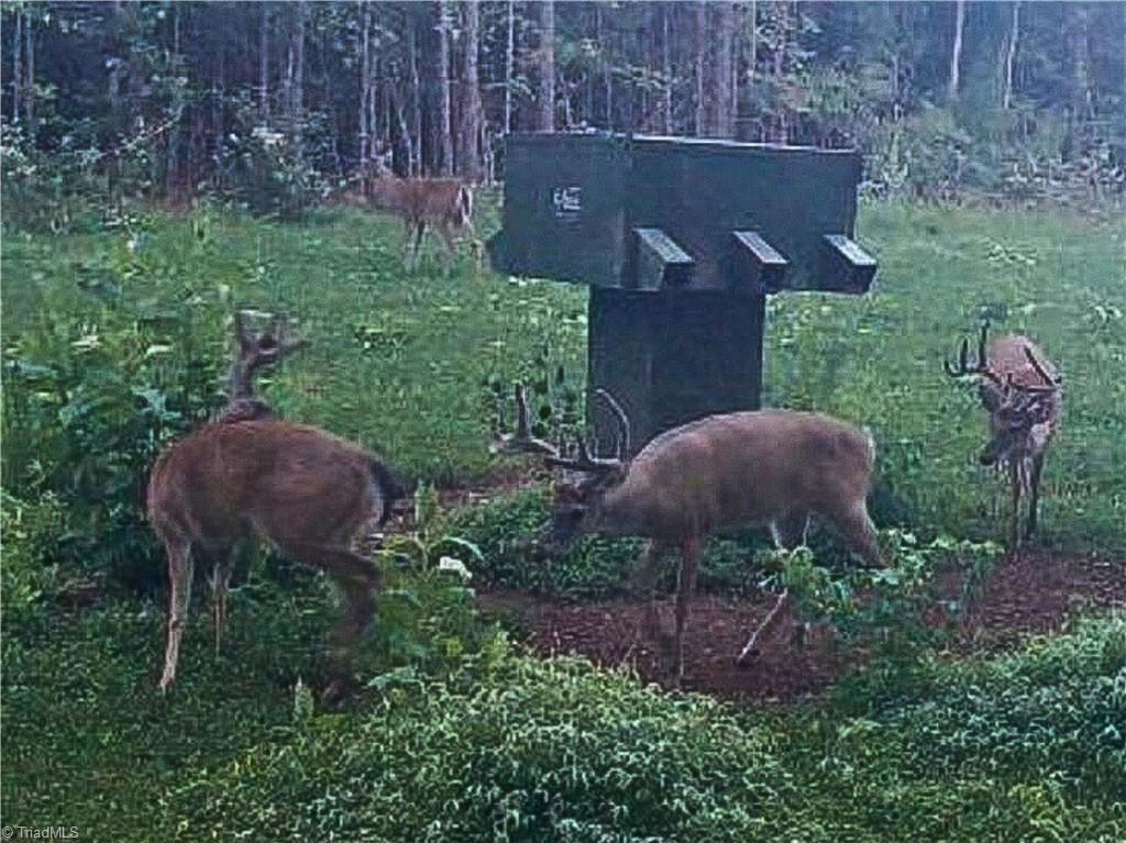 3100 Henry Wilson Road Oxford, NC 27565 - Photo 4 of 50