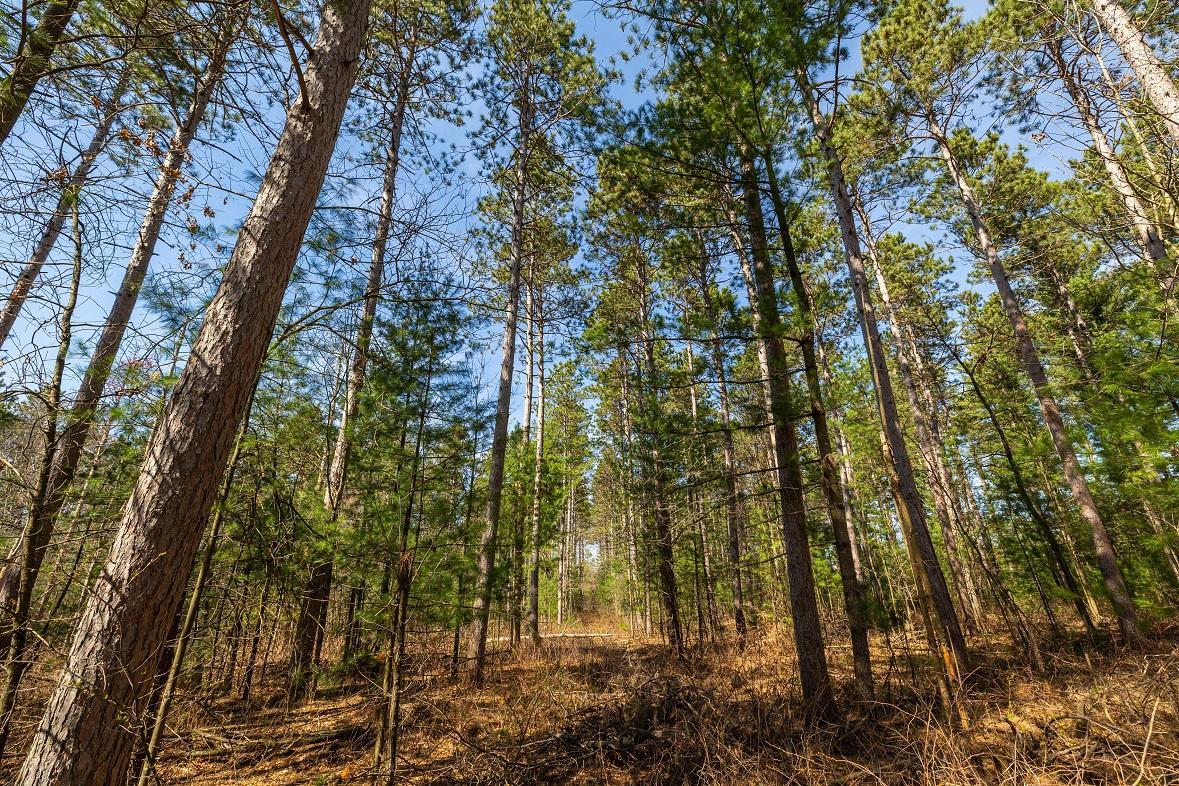 0 Prairie Road East Osseo, WI 54758 - Photo 67 of 79