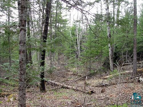 Tbd Fernberg Road Ely, MN 55731 - Photo 24 of 31