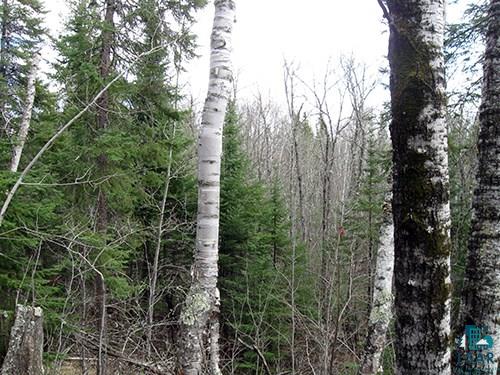 Tbd Fernberg Road Ely, MN 55731 - Photo 29 of 31