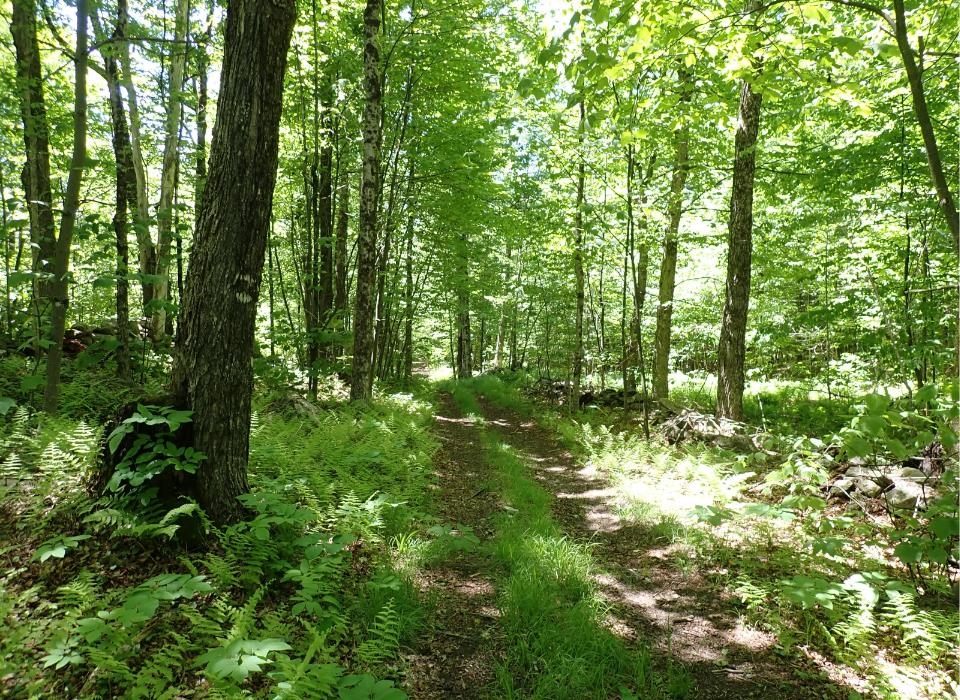 0 Black Bear Road Jamaica, VT 05343 - Photo 6 of 21 Gallery Image 6