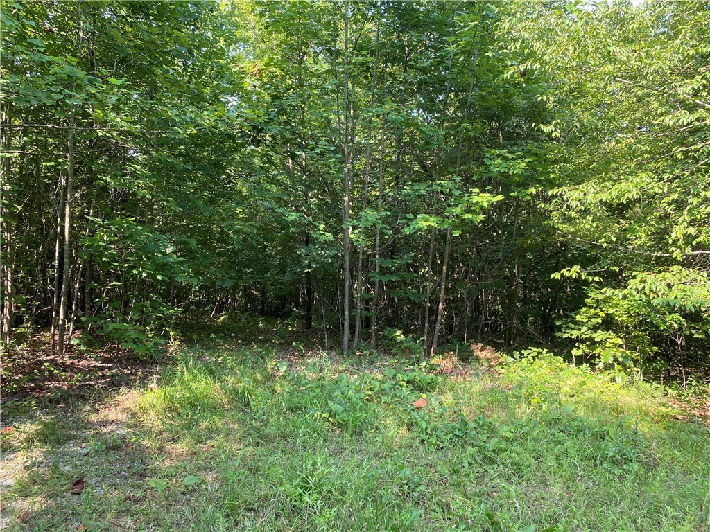 125 Red Bear Road Westminster, SC 29693 - Photo 10 of 26 Gallery Image 10