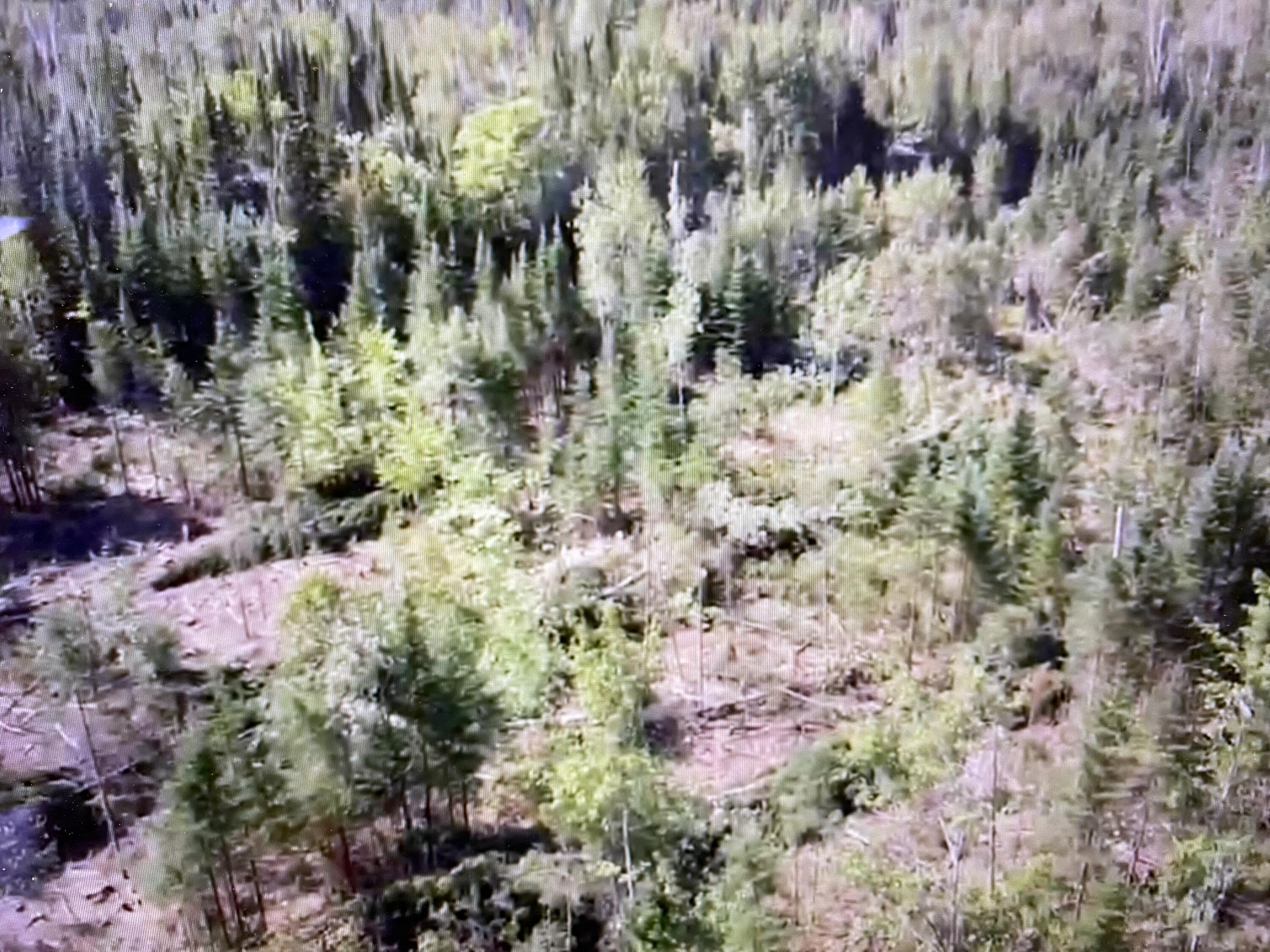 Lot 82.3 Stockholm Road Caribou, ME 04736 - Photo 6 of 7 IMG_1118
