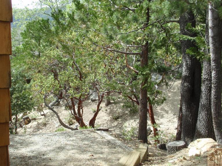 25160 Cougar Road Idyllwild, CA 92549 - Photo 17 of 17 a view of a yard