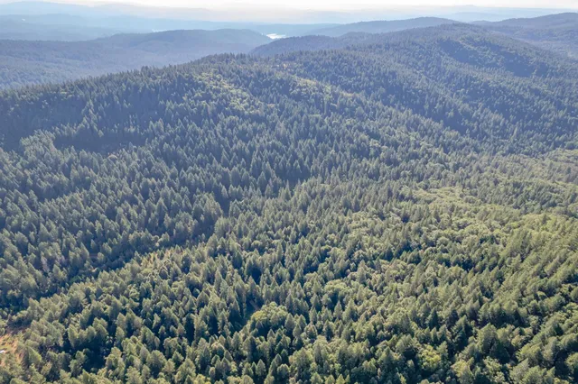 a view of a lush green forest