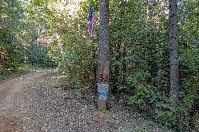 a flag is sitting in the middle of forest