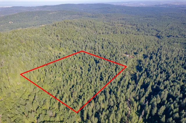 a close up of a plant