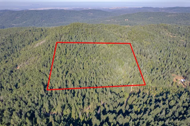 a close up of a plant