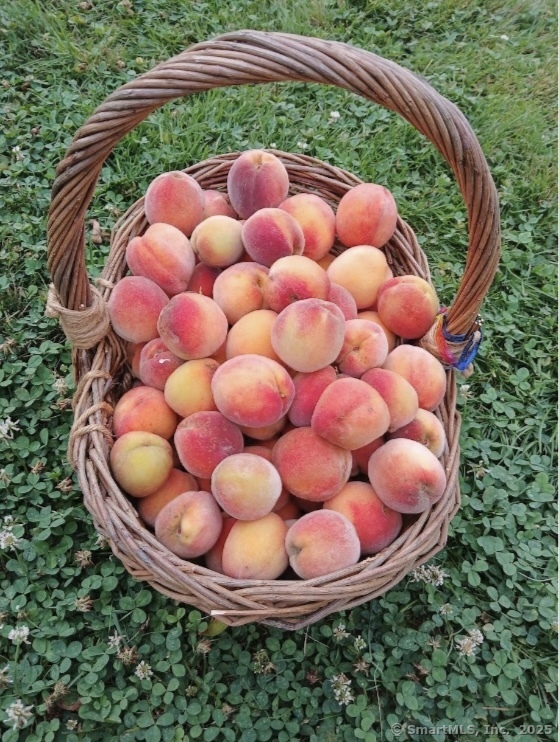 70 Lawlor Street Waterbury, CT 06708 - Photo 31 of 39 a view of a backyard with plants