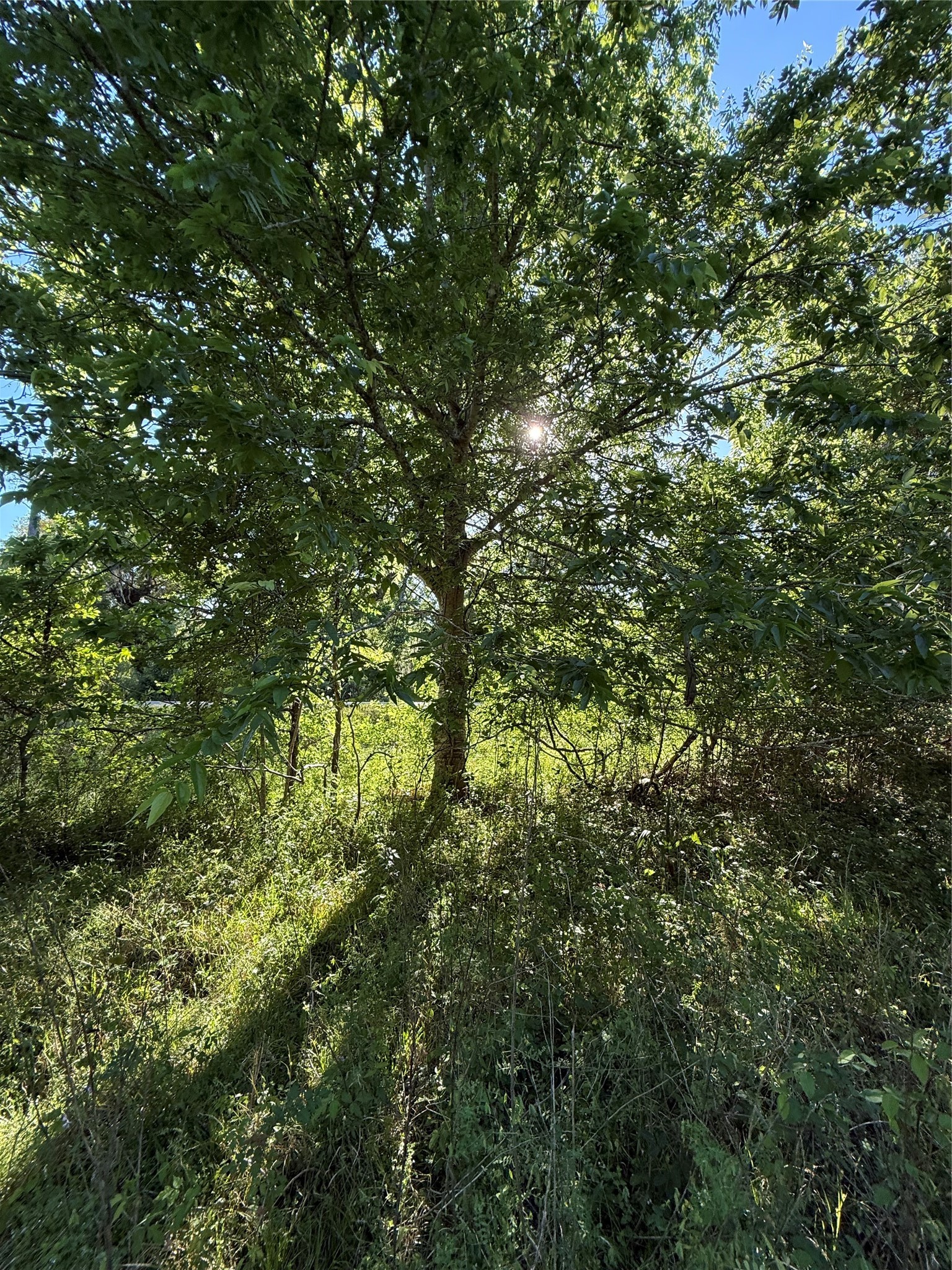 281 Rd Sargent Tx 77414 Road Sargent, TX 77414 - Photo 9 of 23 a view of a lush green forest
