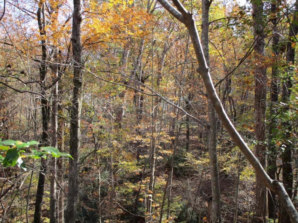 136 Lakeview Way Baldwin, GA 30511 - Photo 12 of 13 a picture of trees