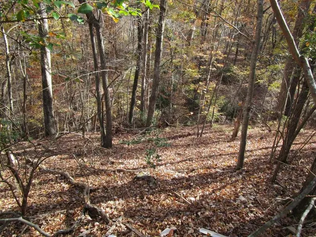 a view of a forest with trees