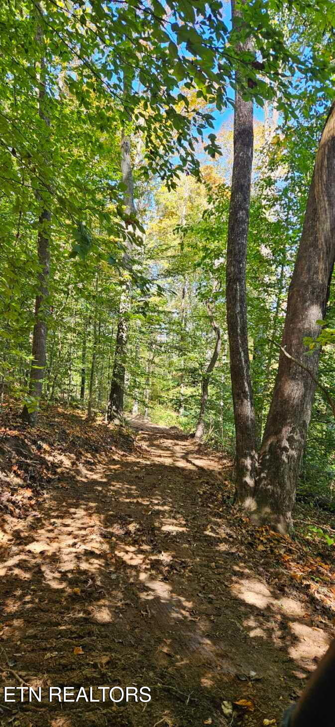 Bunch Hollow Road New Tazewell, TN 37825 - Photo 13 of 17 Bunch Hollow Property