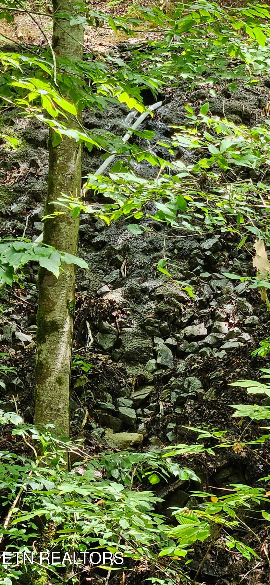 Bunch Hollow Road New Tazewell, TN 37825 - Photo 4 of 17 Bunch Hollow Property