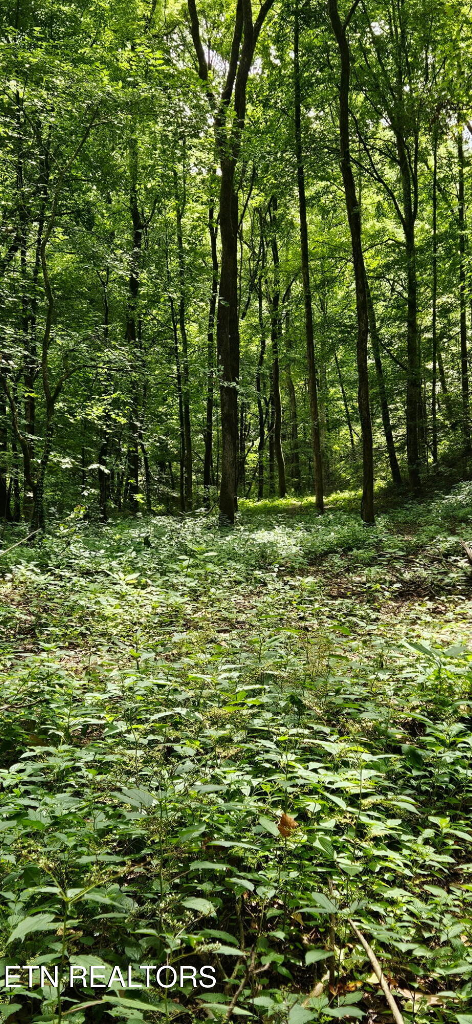 Bunch Hollow Road New Tazewell, TN 37825 - Photo 7 of 17 Bunch Hollow Property