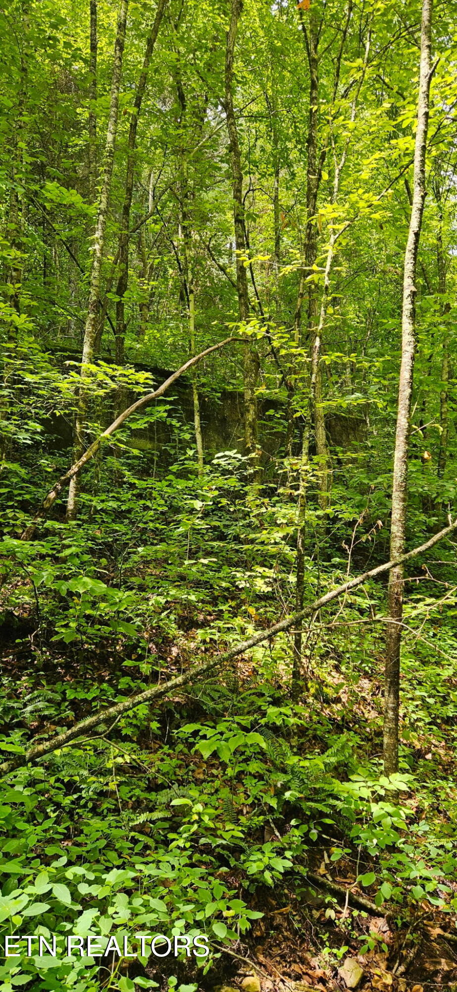 Bunch Hollow Road New Tazewell, TN 37825 - Photo 8 of 17 Bunch Hollow Property