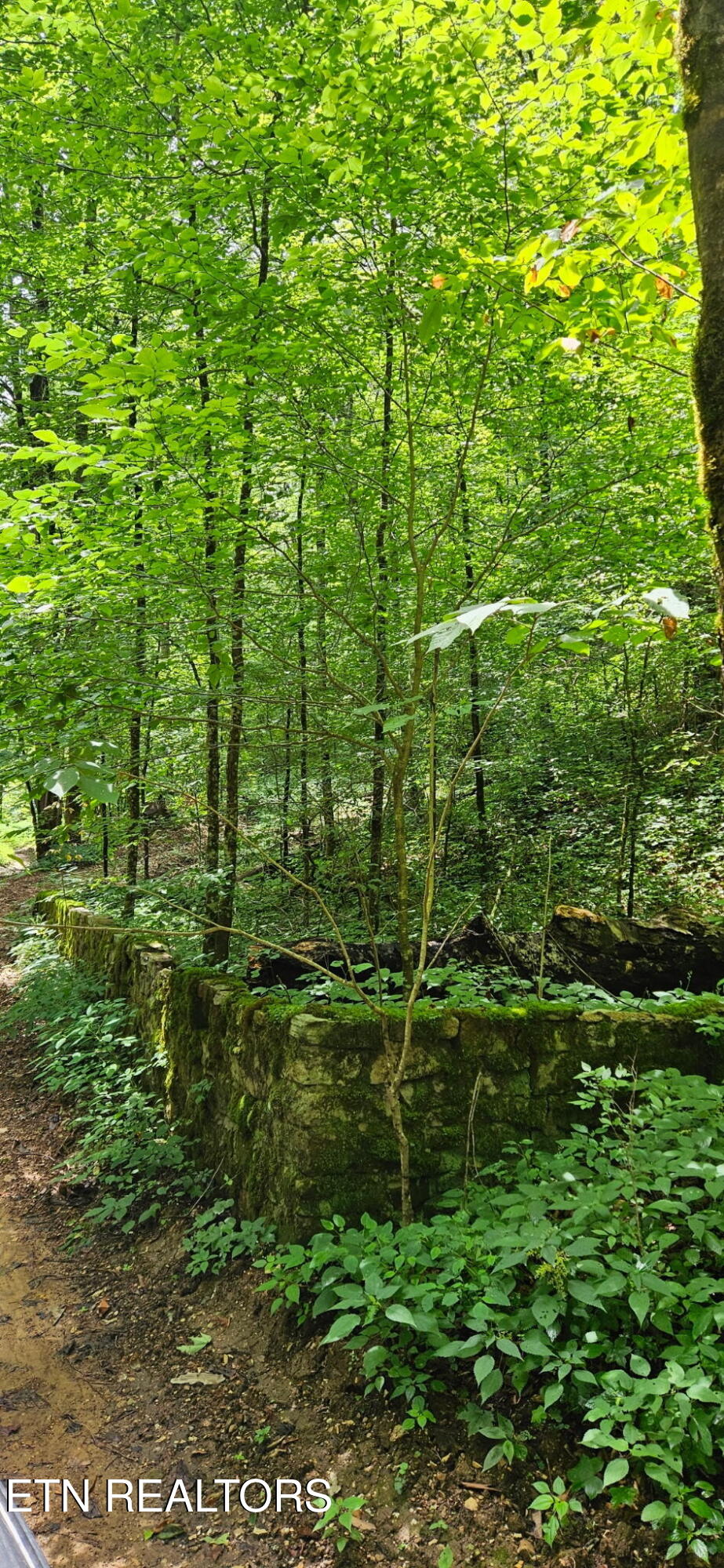 Bunch Hollow Road New Tazewell, TN 37825 - Photo 9 of 17 Bunch Hollow Property