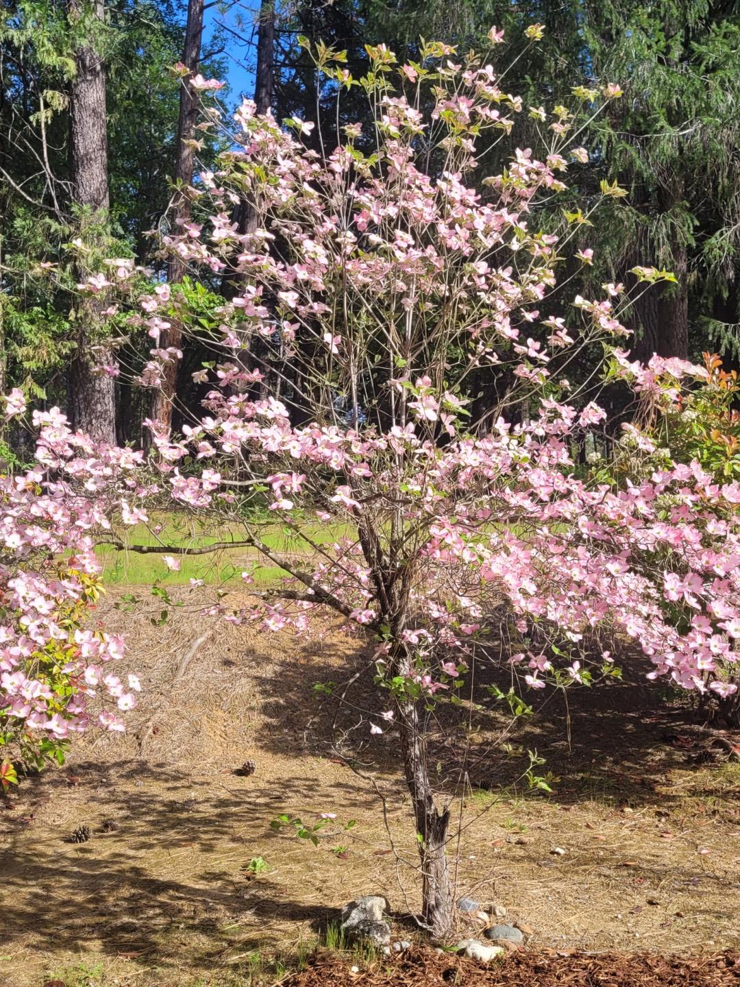 346 Gracie Road Nevada City, CA 95959 - Photo 62 of 66 a view of a yard