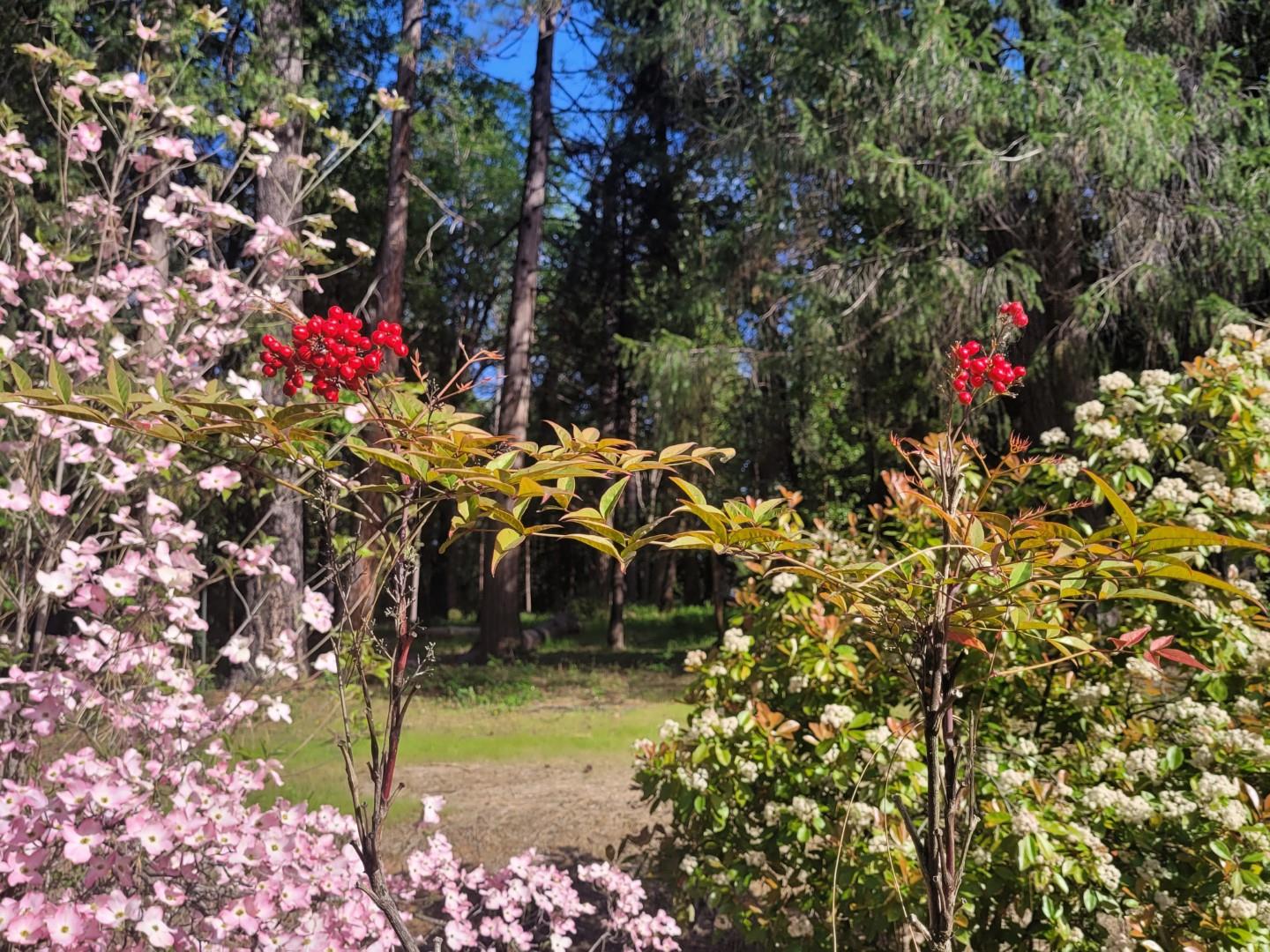 346 Gracie Road Nevada City, CA 95959 - Photo 63 of 66 a view of a potted plant is sitting in between of the tree