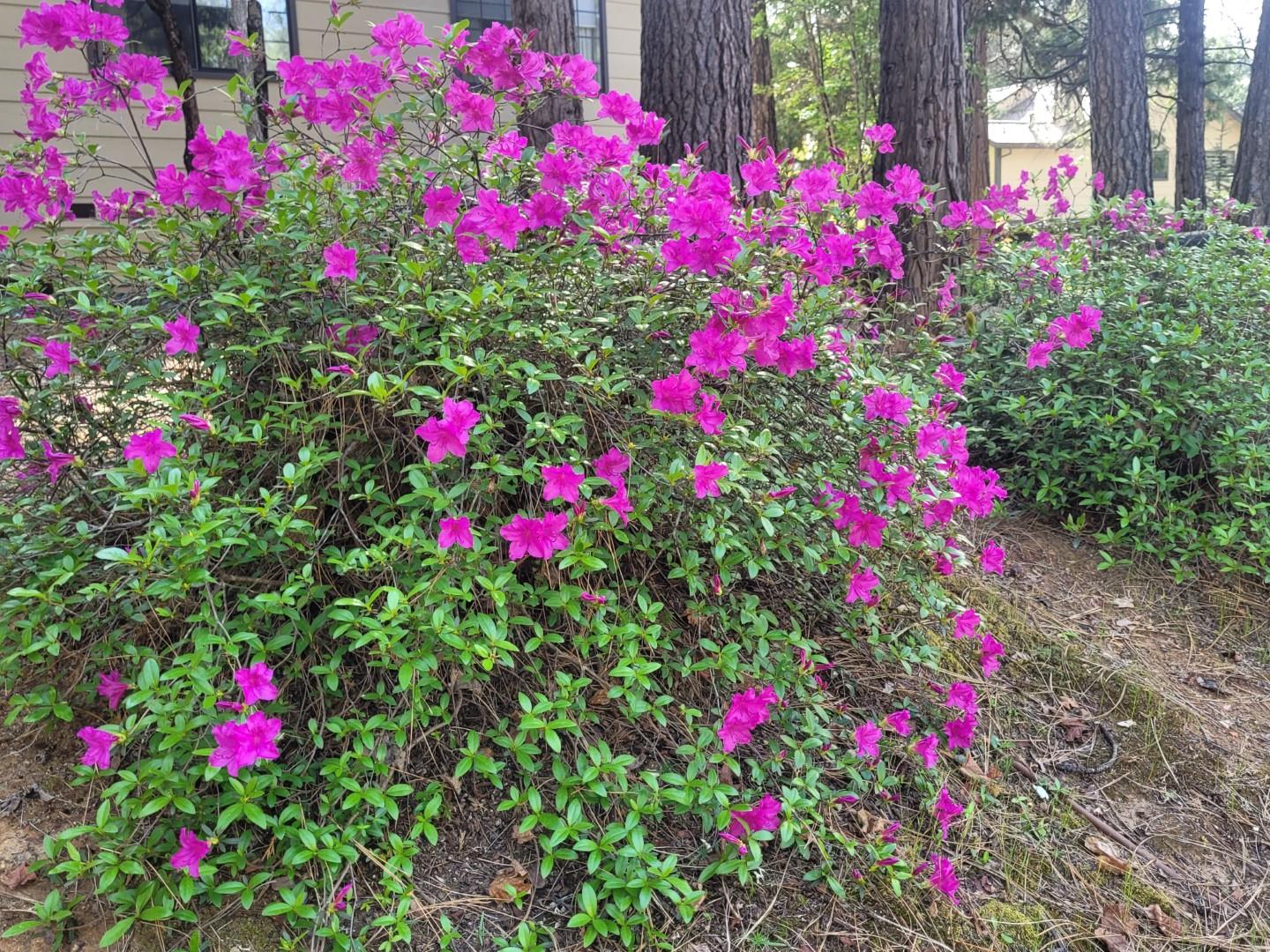 346 Gracie Road Nevada City, CA 95959 - Photo 64 of 66 a view of a flower in a yard