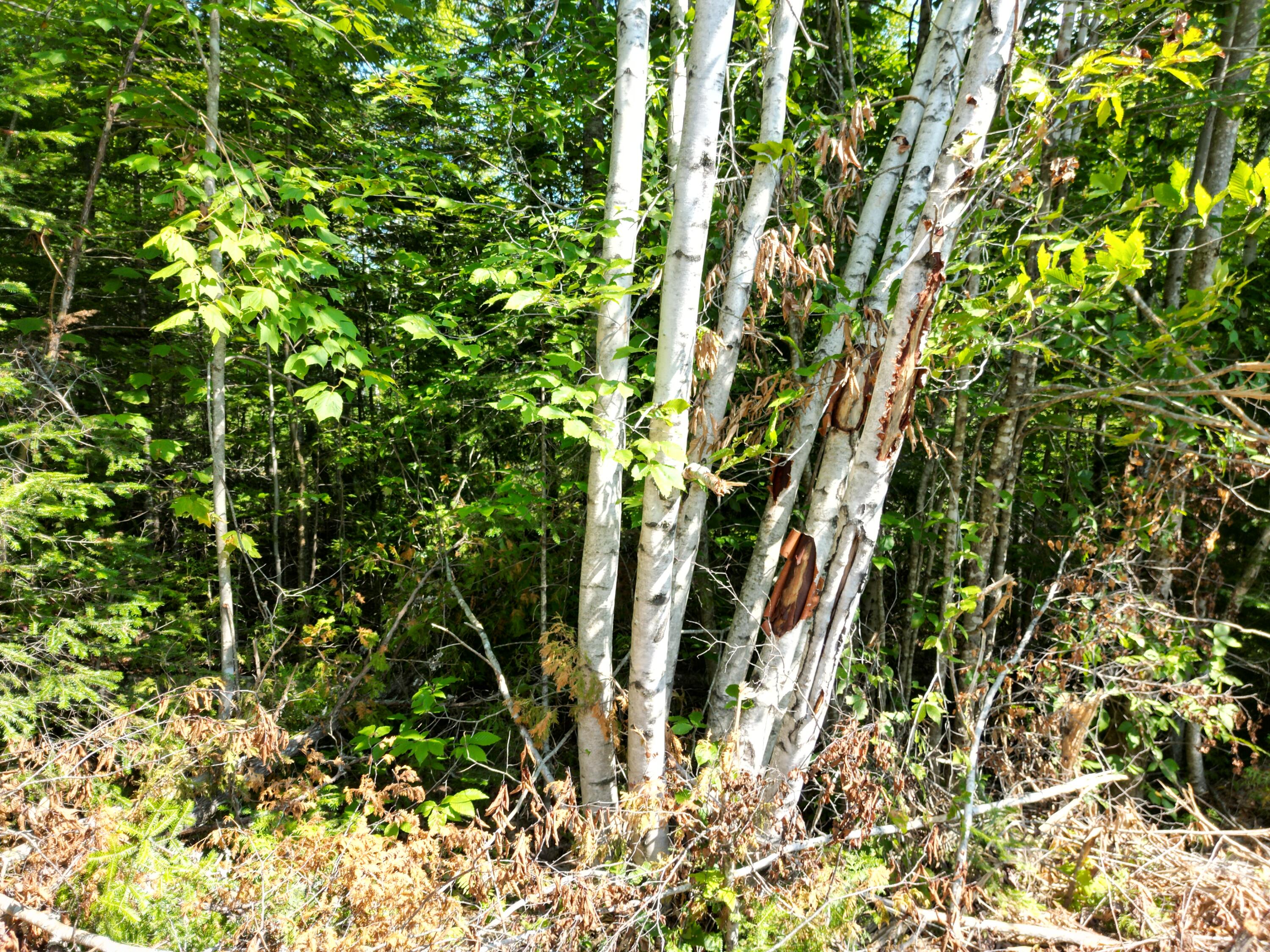 Lot 6 Dirty Glove Road Springfield, ME 04487 - Photo 10 of 21 DJI_0077