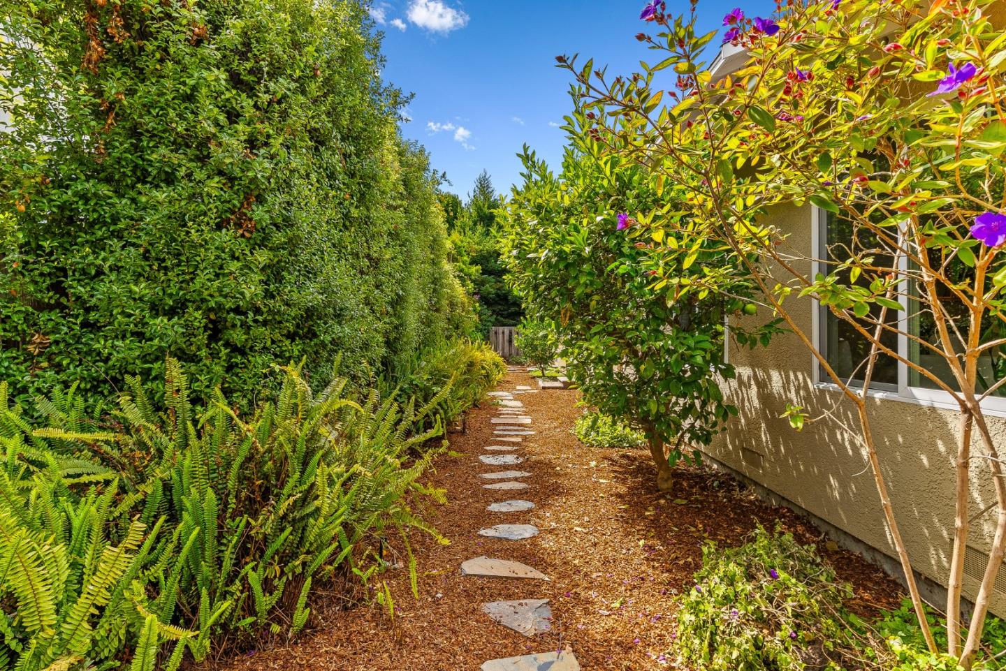 555 Risso Court Santa Cruz, CA 95062 - Photo 49 of 61 a view of a pathway of a yard with plants and large trees