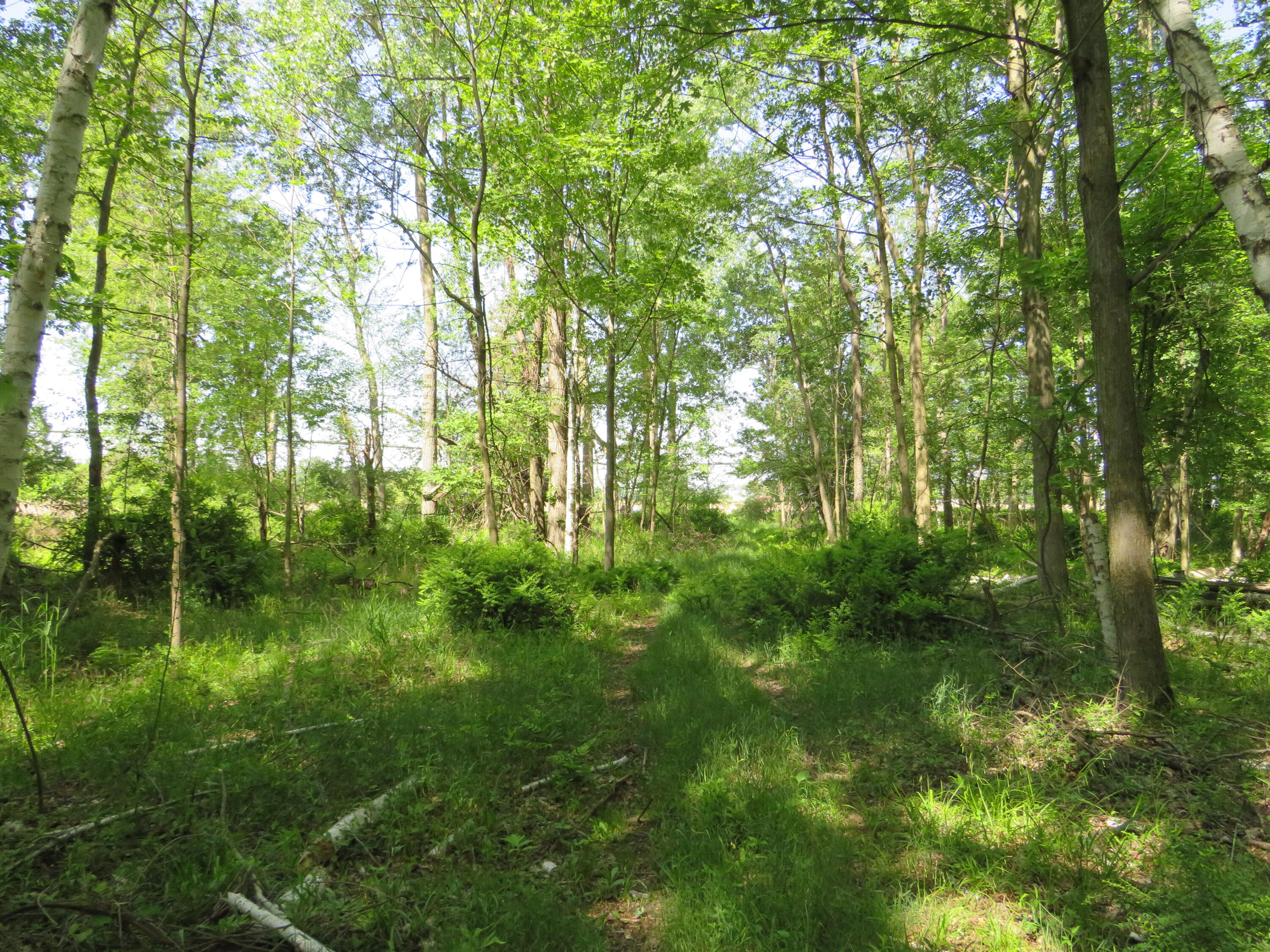 Vl South Elkton Road Owendale, MI 48754 - Photo 10 of 39 IMG_6462