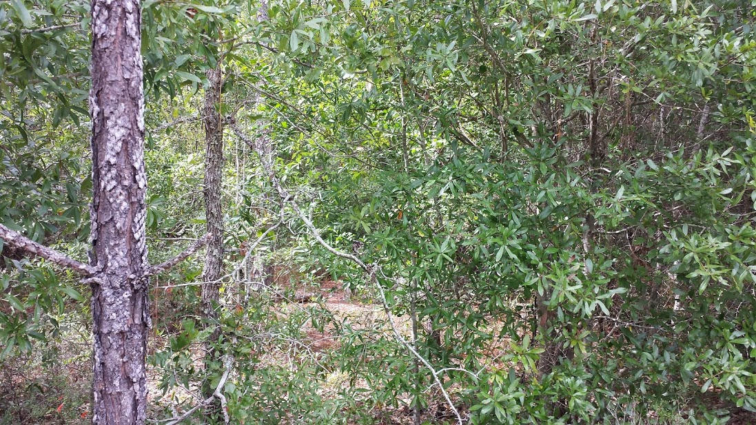 1.27-ac Wilkerson Bluff Road Holt, FL 32564 - Photo 12 of 17 Gallery Image 12