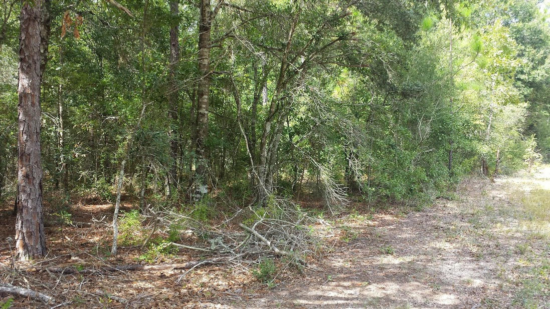 1.27-ac Wilkerson Bluff Road Holt, FL 32564 - Photo 16 of 17 Gallery Image 16