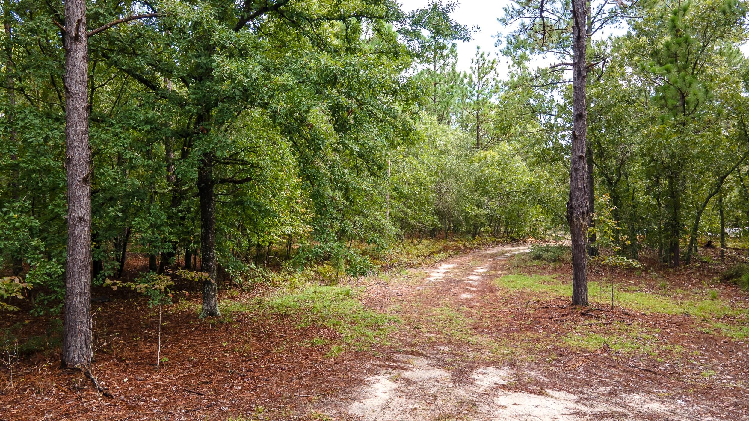 1023 Windsor Road Windsor, SC 29856 - Photo 6 of 13