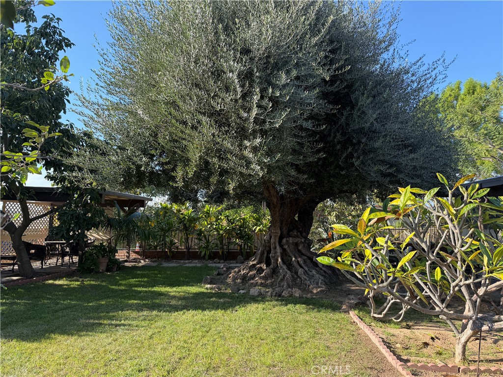 3590 Buchanan Street Riverside, CA 92503 - Photo 66 of 73 a view of a yard with plants and trees