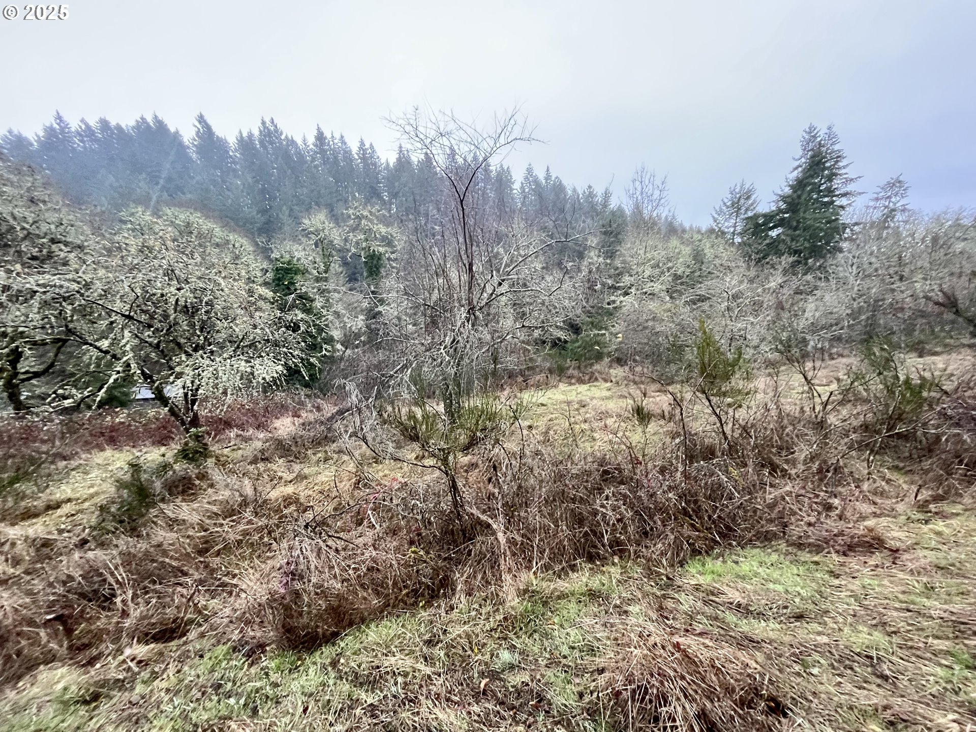 4665 Croisan Creek Road Salem, OR 97302 - Photo 3 of 8 a view of a forest with trees in the background