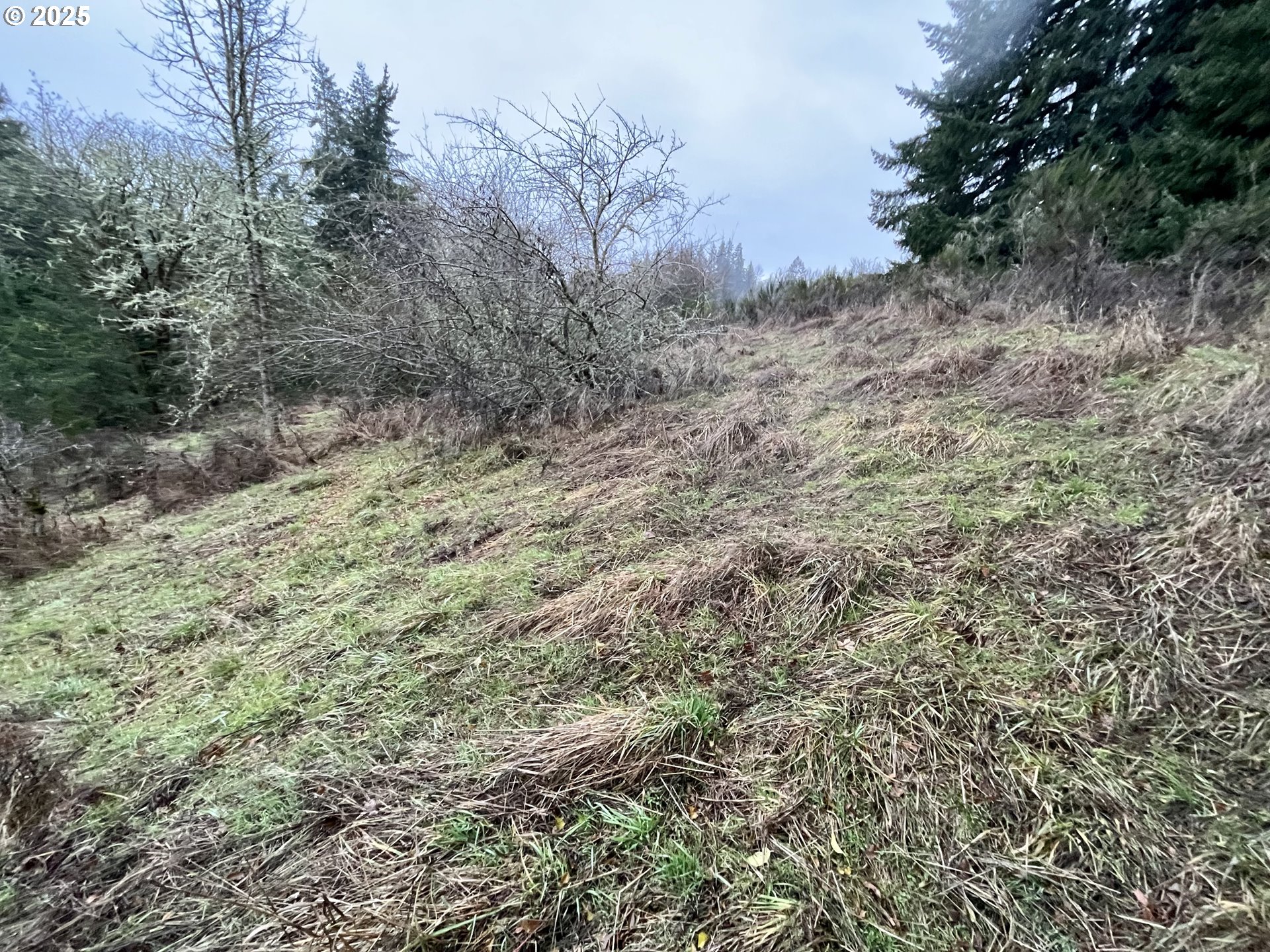 4665 Croisan Creek Road Salem, OR 97302 - Photo 4 of 8 a view of a dry yard with large trees