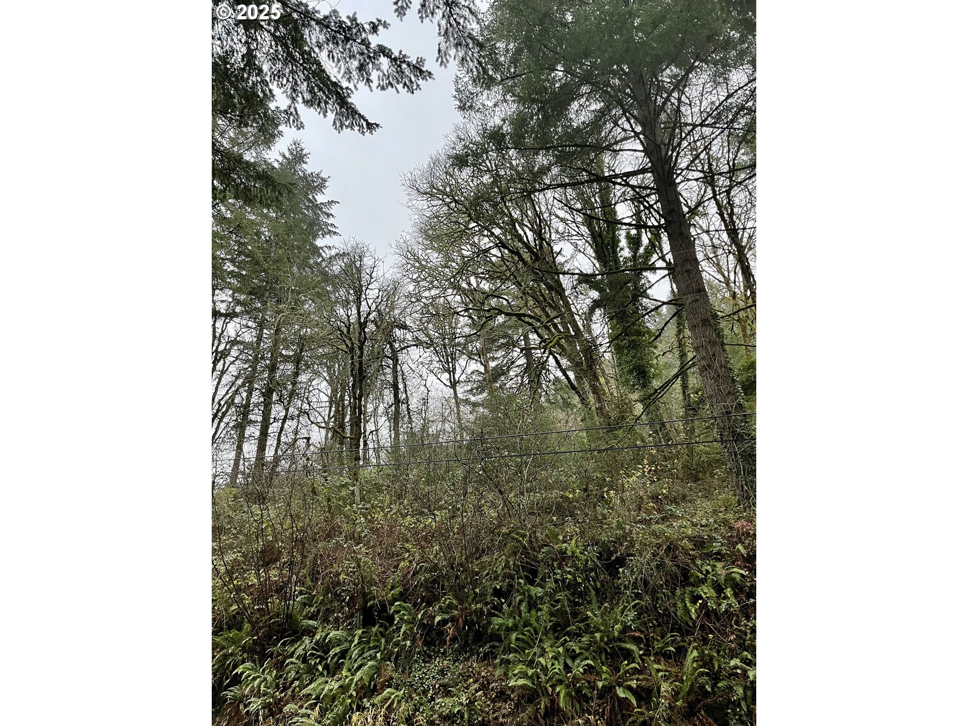 4665 Croisan Creek Road Salem, OR 97302 - Photo 6 of 8 a view of a forest with a tree