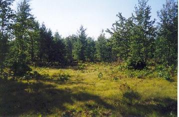 Off Swihart Road Brethren, MI 49619 - Photo 1 of 5 Primary Photo