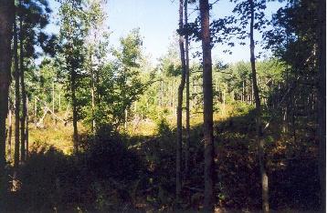 Off Swihart Road Brethren, MI 49619 - Photo 2 of 5 Additional Photo
