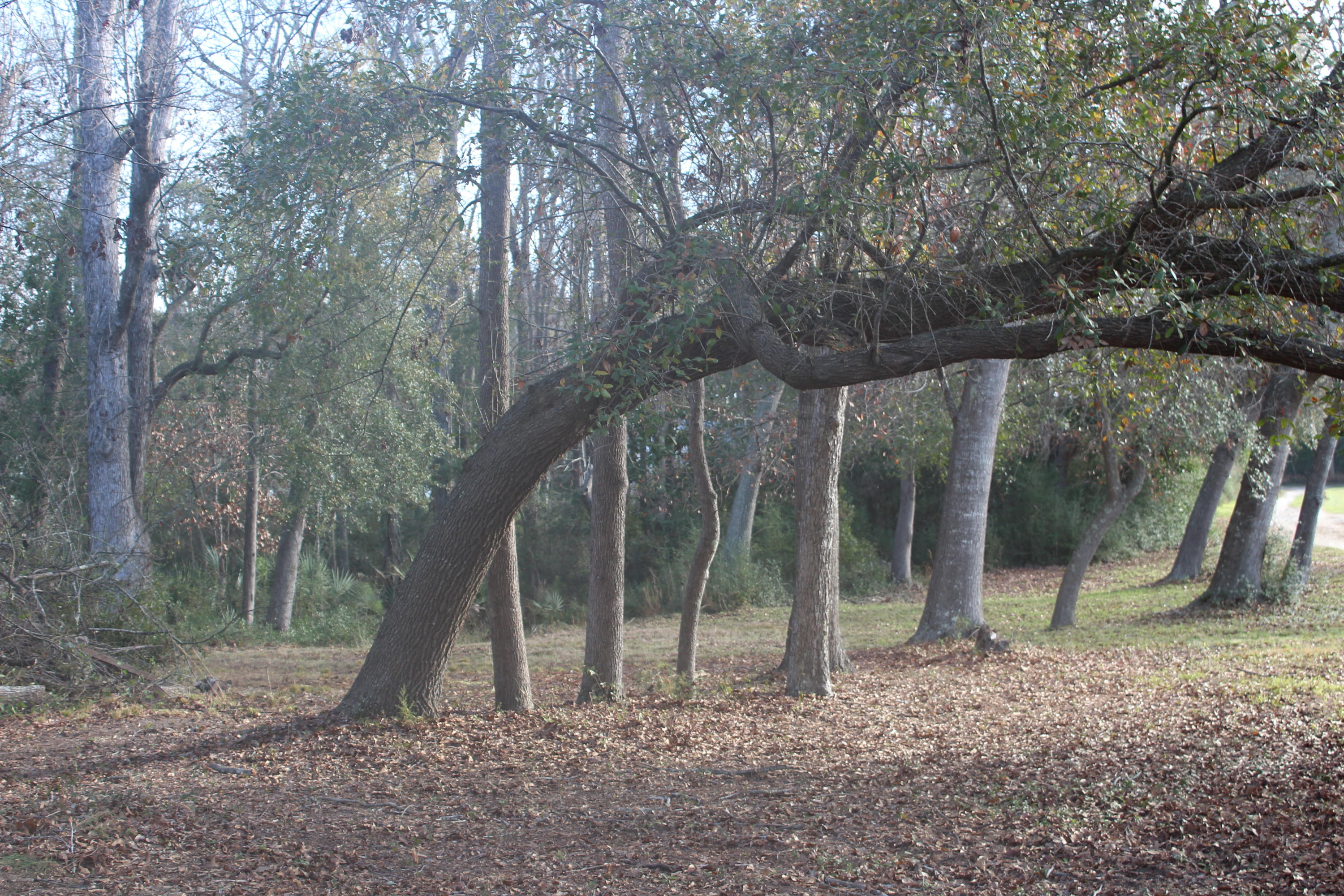 0 Riggs Lane Meggett, SC 29449 - Photo 4 of 9