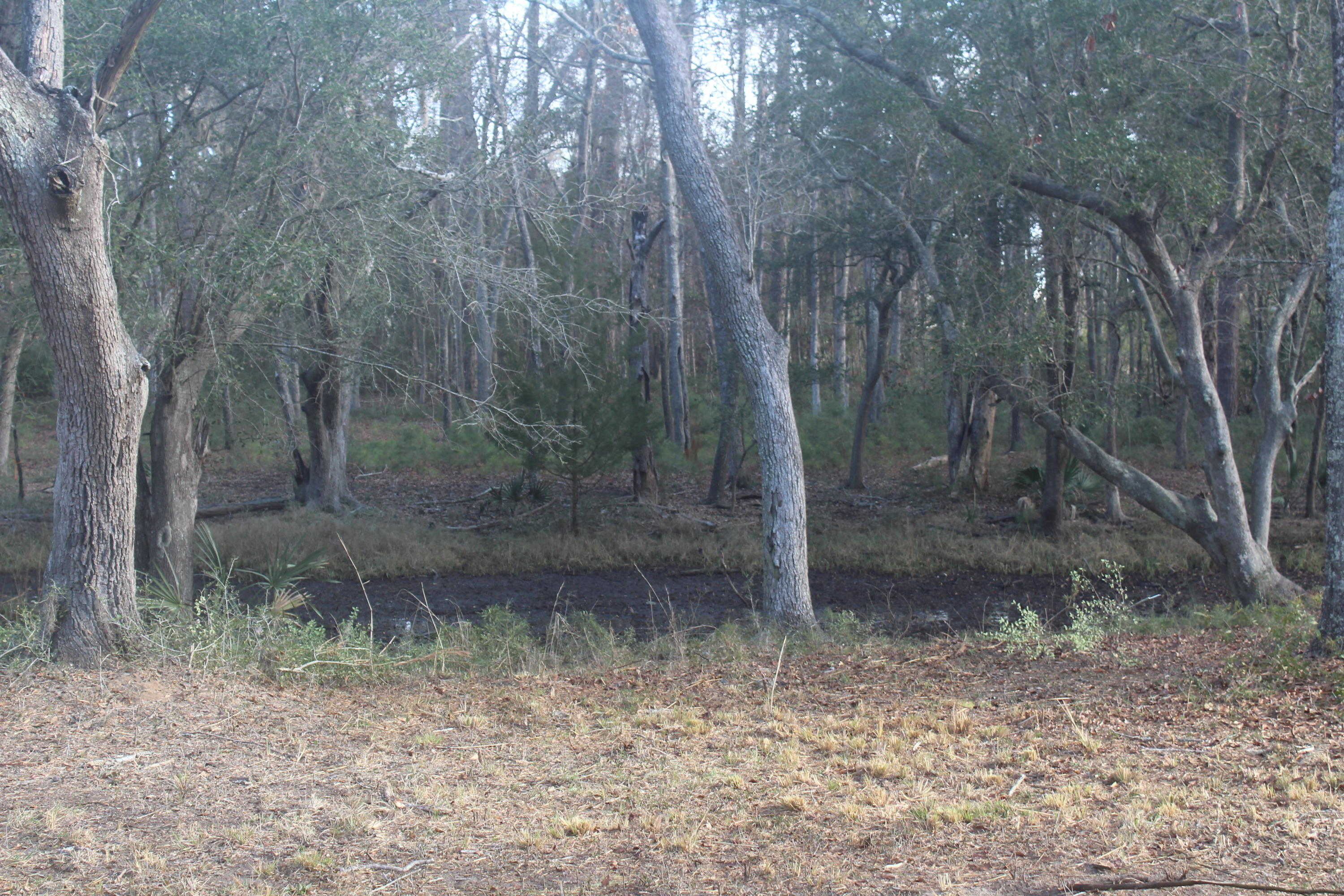 0 Riggs Lane Meggett, SC 29449 - Photo 5 of 9