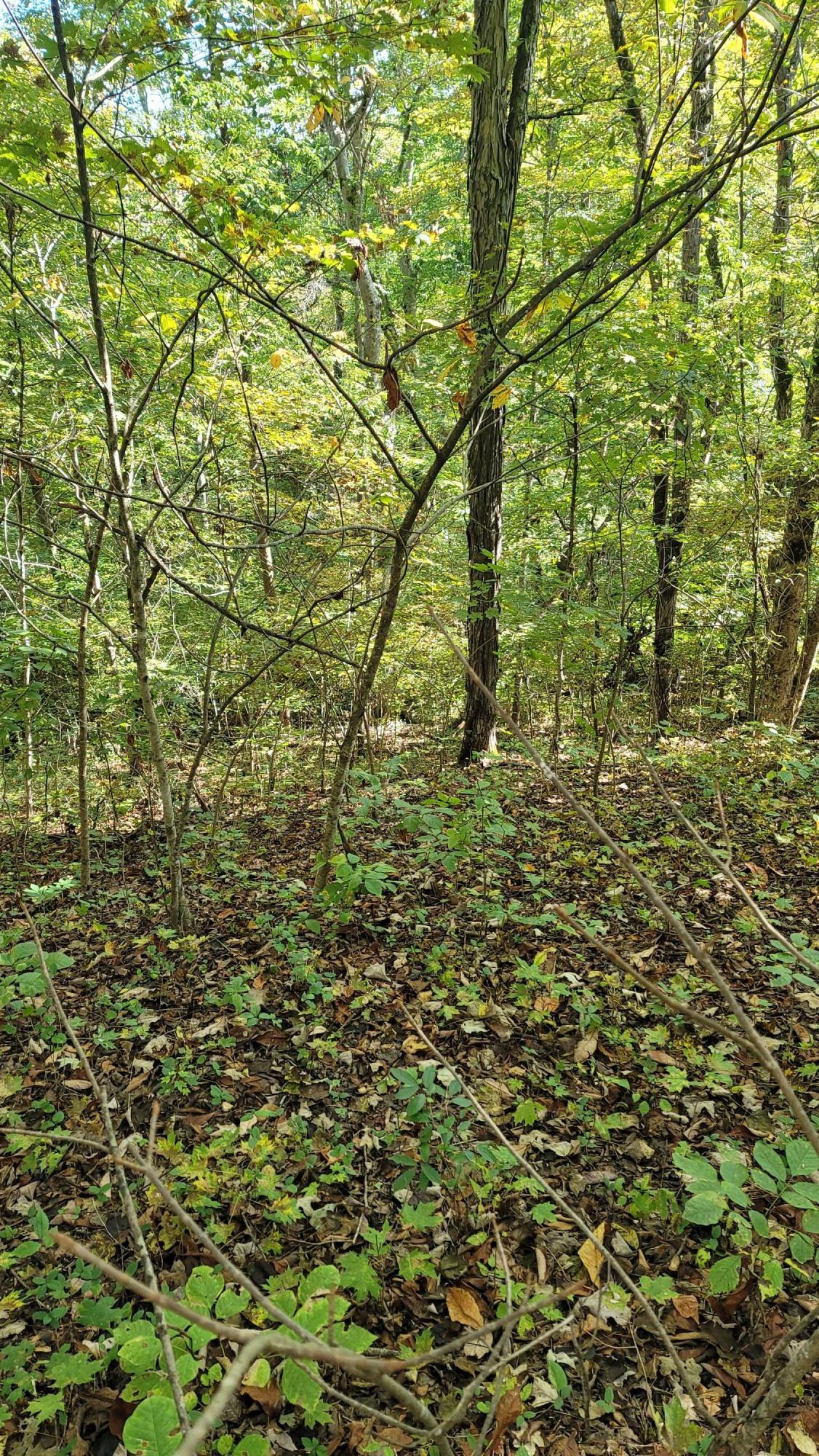 Sims Cemetery Road Sevierville, TN 37876 - Photo 14 of 18 20201002_102604