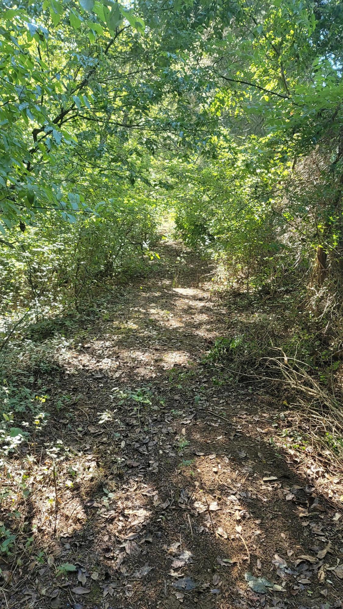 Sims Cemetery Road Sevierville, TN 37876 - Photo 7 of 18 20201002_101302