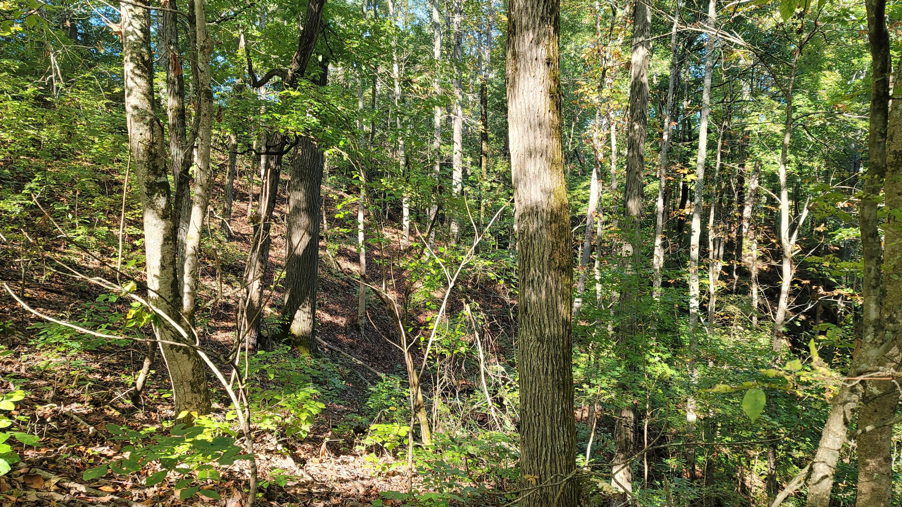 Sims Cemetery Road Sevierville, TN 37876 - Photo 10 of 18 20201002_102407