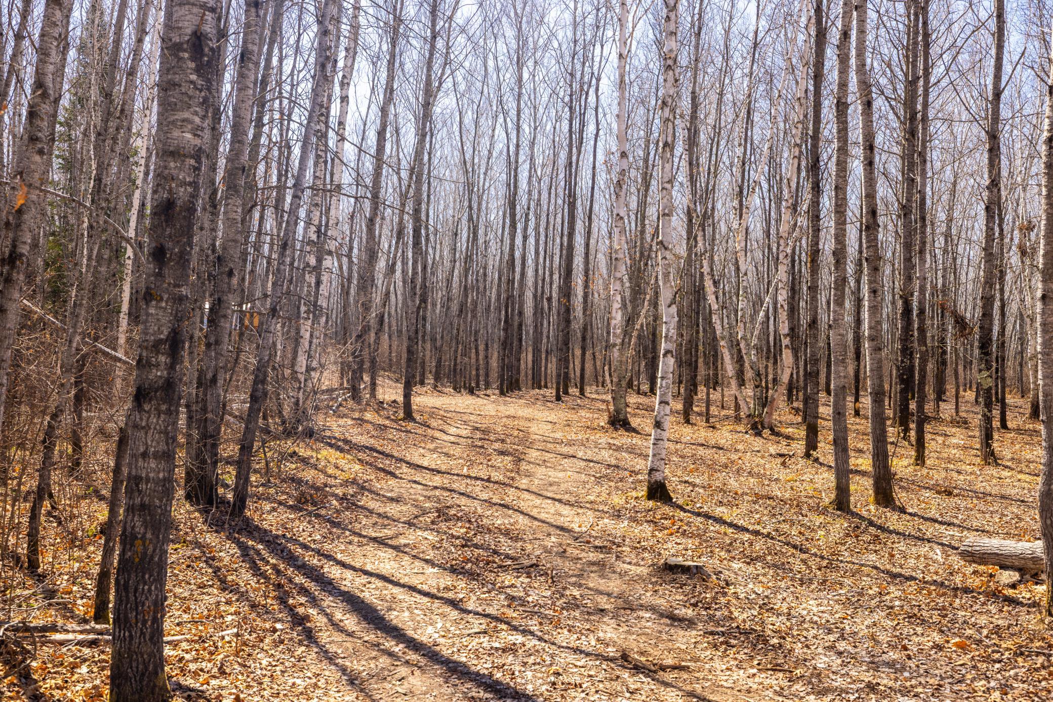 Tbd 285th Avenue Akeley, MN 56433 - Photo 11 of 29