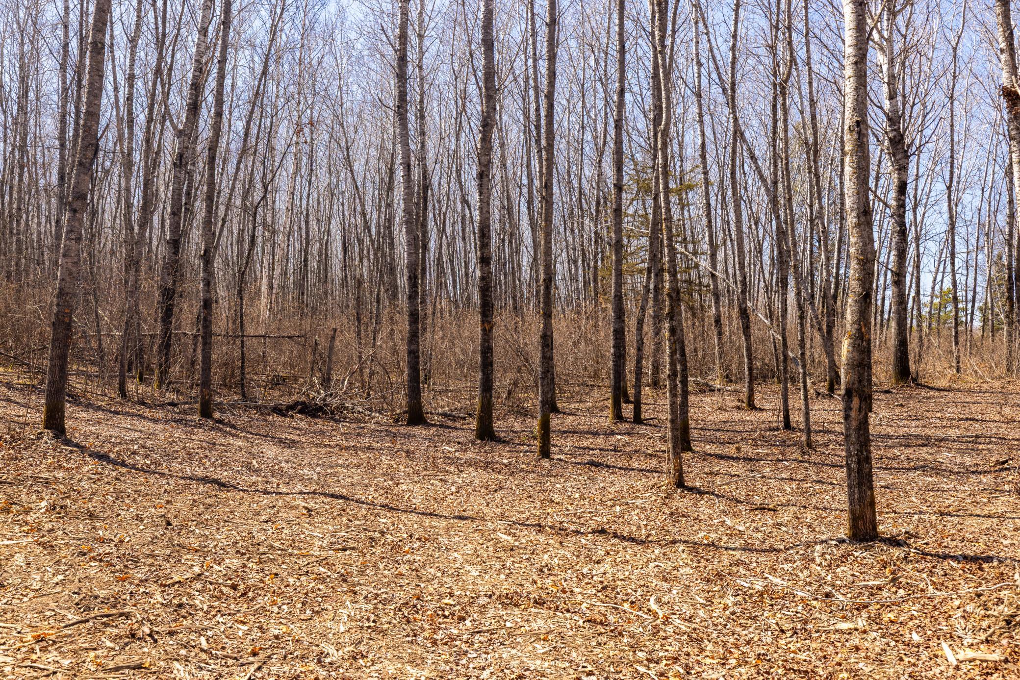 Tbd 285th Avenue Akeley, MN 56433 - Photo 13 of 29