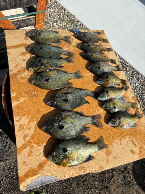 1121 Heights Drive Colon, MI 49040 - Photo 18 of 19 image5 (4)