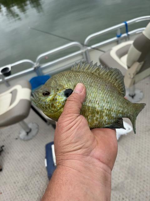 1121 Heights Drive Colon, MI 49040 - Photo 19 of 19 image4 (5)