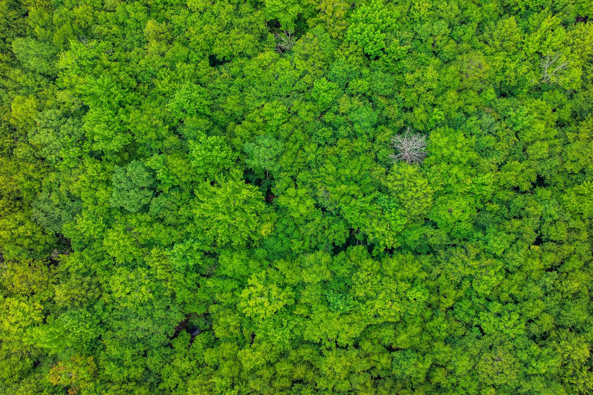 0 Alden Road, Unit LAND LOT #18 Sunderland, VT 05250 - Photo 15 of 15