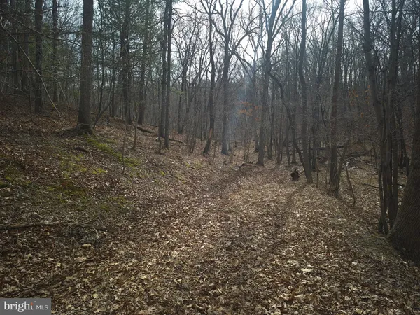 a view of a forest with trees in the background