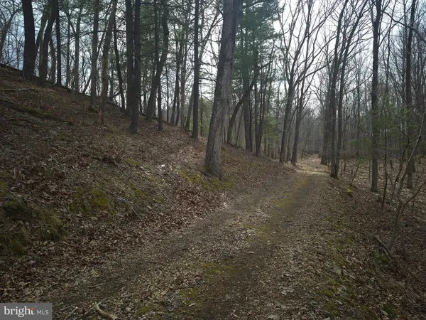 a view of a forest with trees in the background