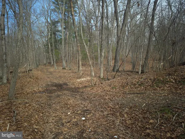 a view of a forest with trees in the background