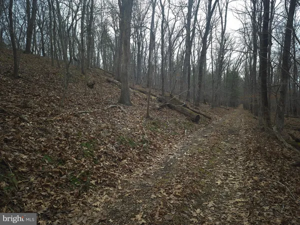 a view of backyard with trees